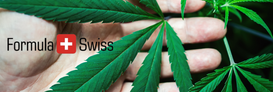 Fra schweiz til danmark: Formula swiss cannabisolie vinder frem