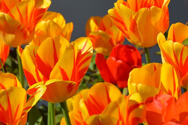 Fra jord til bord: En guide til dyrkning af tulipanløg i din egen have